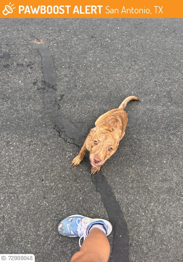 Found/Stray Female Dog last seen Spring rain dr, San Antonio, TX 78249