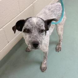 Shelter Stray Female Dog last seen , Memphis, TN 38133