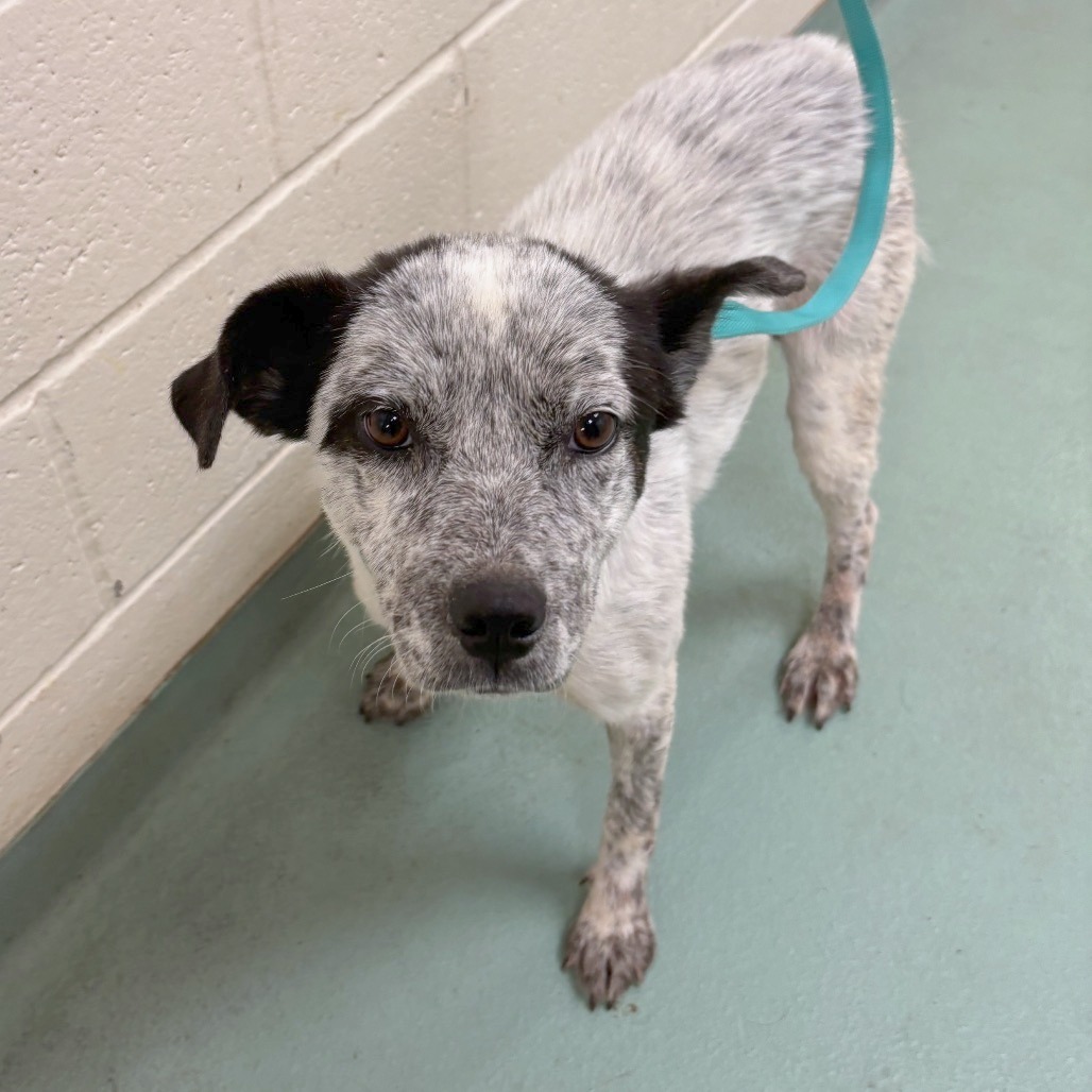 Shelter Stray Female Dog last seen , Memphis, TN 38133