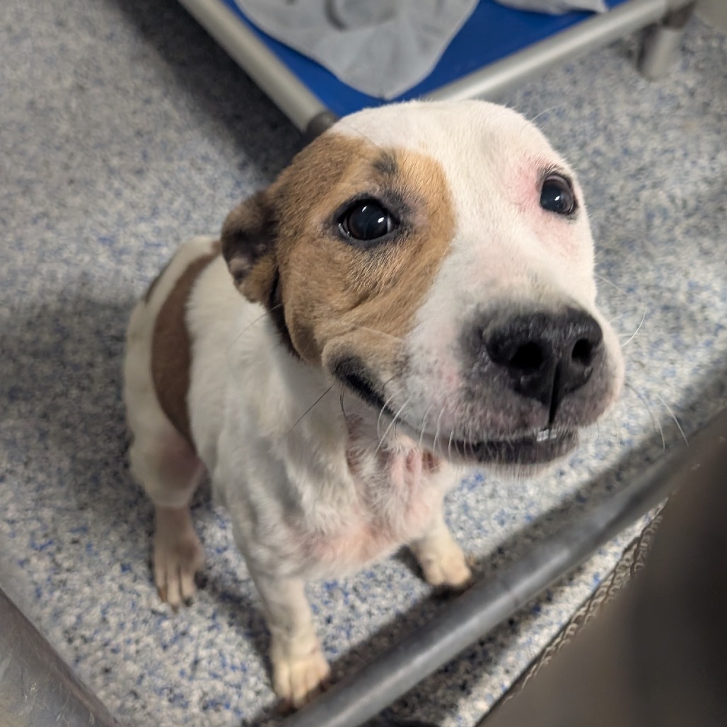 Shelter Stray Female Dog last seen , Greenville, SC 29609