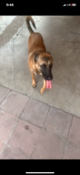 Lost Female Dog last seen Amber st & Indiana across the street from the corner 7/11 , Riverside, CA 92503