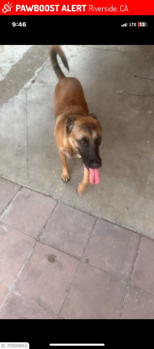 Lost Female Dog last seen Amber st & Indiana across the street from the corner 7/11 , Riverside, CA 92503
