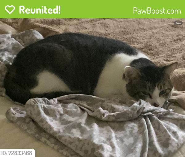 Reunited Male Cat last seen Berkley Crescent/Eden Circle, Simcoe, ON N3Y