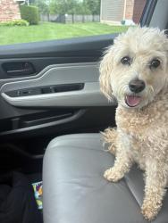 Reunited Female Dog last seen Willow Lake East, Greenwood, IN 46143
