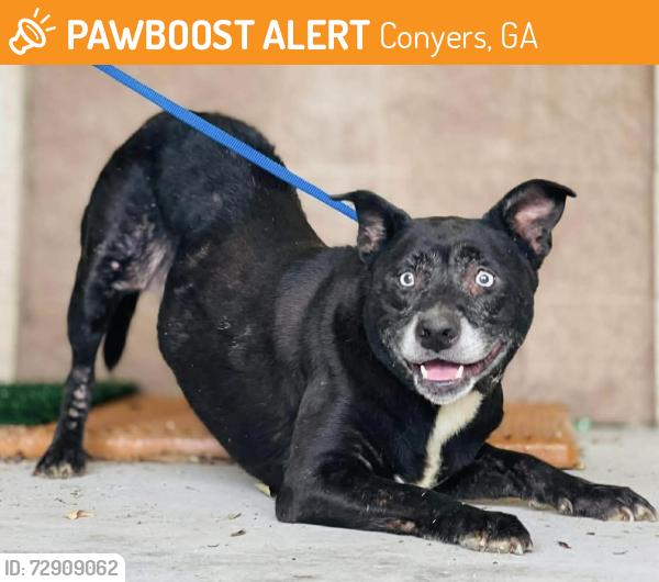Found/Stray Unknown Dog last seen Located at Rockdale County Animal Service, 1506 Rockbridge Road, Conyers, GA 30012, Conyers, GA 30012