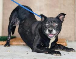 Found/Stray Unknown Dog last seen Located at Rockdale County Animal Service, 1506 Rockbridge Road, Conyers, GA 30012, Conyers, GA 30012