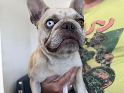 Found/Stray Female Dog last seen Work yard in Compton near Lynwood , Compton, CA 90220