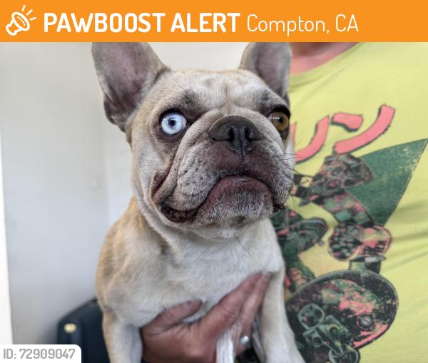 Found/Stray Female Dog last seen Work yard in Compton near Lynwood , Compton, CA 90220