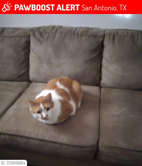 Lost Unknown Cat last seen Heb, San Antonio, TX 78253