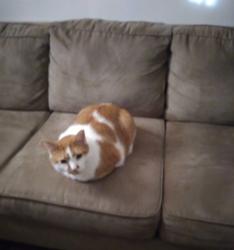 Lost Unknown Cat last seen Heb, San Antonio, TX 78253