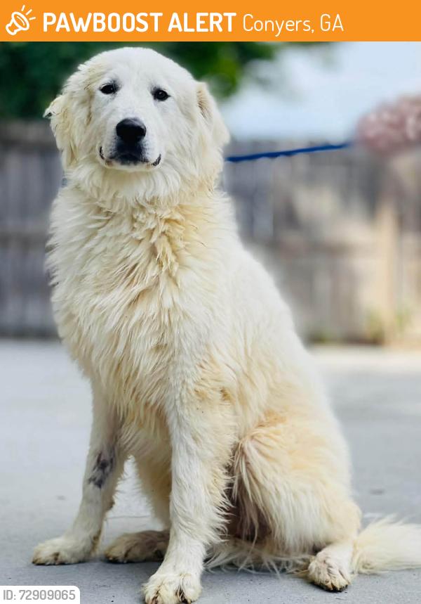 Found/Stray Unknown Dog last seen Located at Rockdale County Animal Service, 1506 Rockbridge Road, Conyers, GA 30012, Conyers, GA 30012