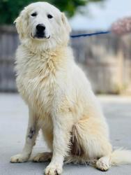 Found/Stray Unknown Dog last seen Located at Rockdale County Animal Service, 1506 Rockbridge Road, Conyers, GA 30012, Conyers, GA 30012