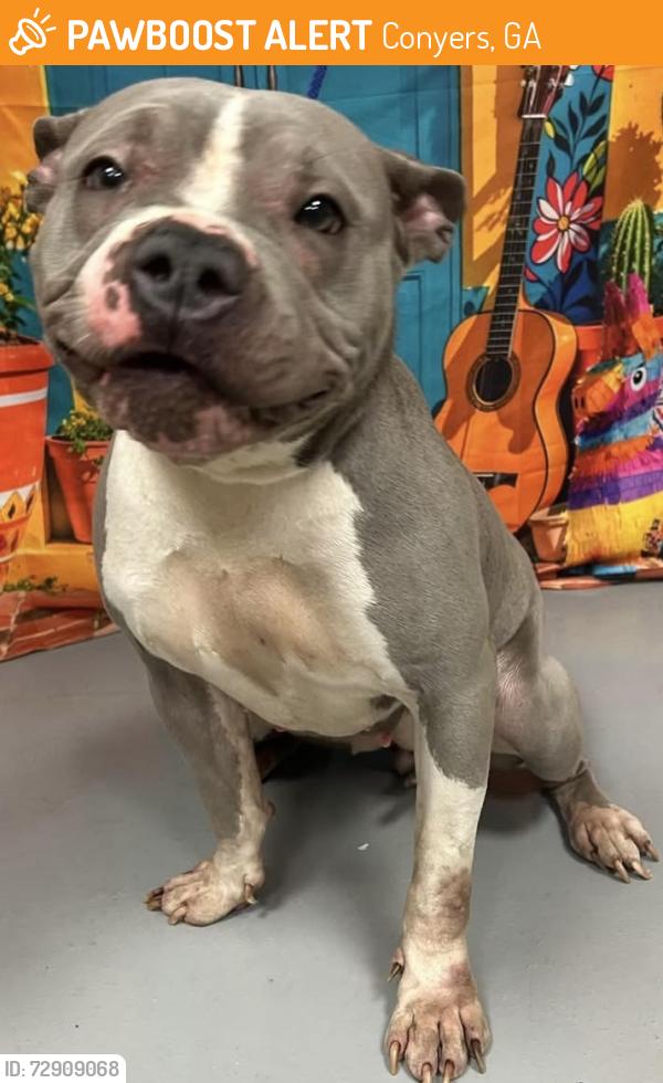 Found/Stray Unknown Dog last seen Located at Rockdale County Animal Service, 1506 Rockbridge Road, Conyers, GA 30012, Conyers, GA 30012