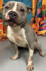 Found/Stray Unknown Dog last seen Located at Rockdale County Animal Service, 1506 Rockbridge Road, Conyers, GA 30012, Conyers, GA 30012