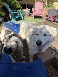 Found/Stray Unknown Dog last seen Martin Luther king and I25, Albuquerque, NM 87102