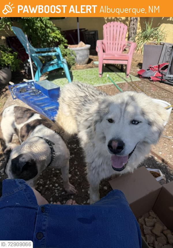 Found/Stray Unknown Dog last seen Martin Luther king and I25, Albuquerque, NM 87102
