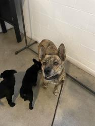 Reunited Female Dog last seen Near S Hill St, Los Angeles, CA 90037, Los Angeles, CA 90037