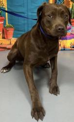 Found/Stray Unknown Dog last seen Located at Rockdale County Animal Service, 1506 Rockbridge Road, Conyers, GA 30012, Conyers, GA 30012