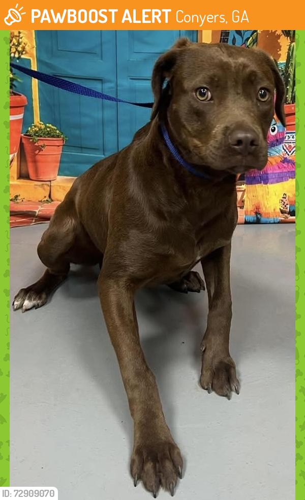 Found/Stray Unknown Dog last seen Located at Rockdale County Animal Service, 1506 Rockbridge Road, Conyers, GA 30012, Conyers, GA 30012