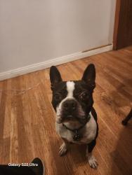Lost Male Dog last seen Pioneer, Norwalk, CA 90650