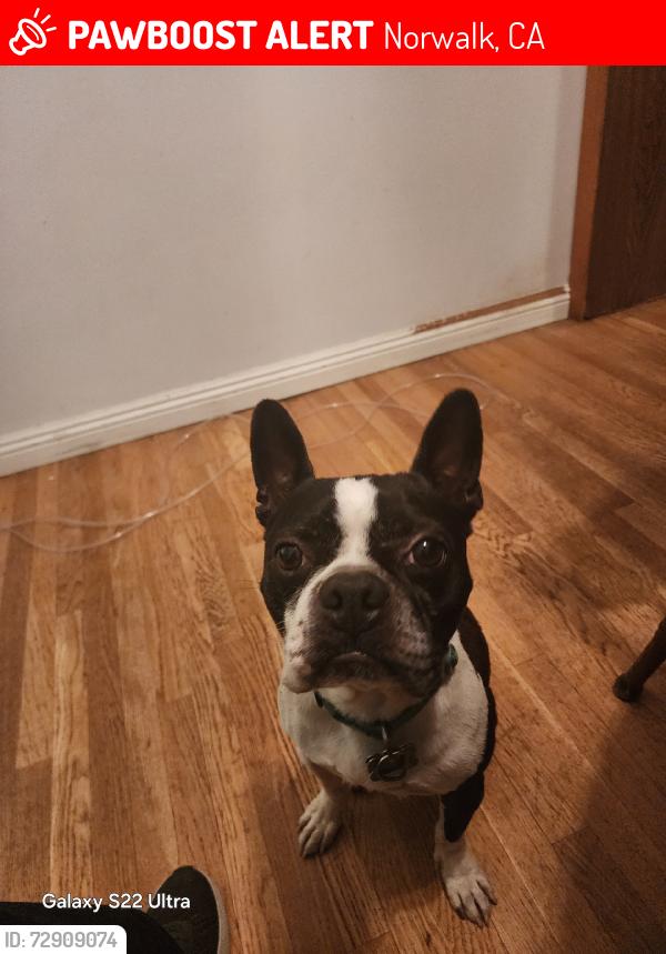 Lost Male Dog last seen Pioneer, Norwalk, CA 90650