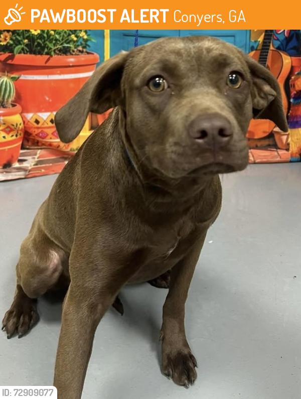 Found/Stray Unknown Dog last seen Located at Rockdale County Animal Service, 1506 Rockbridge Road, Conyers, GA 30012, Conyers, GA 30012