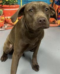 Found/Stray Unknown Dog last seen Located at Rockdale County Animal Service, 1506 Rockbridge Road, Conyers, GA 30012, Conyers, GA 30012