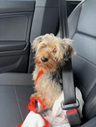 Reunited Male Dog last seen Atlantic Blvd and Riverside Drive , Coral Springs, FL 33065
