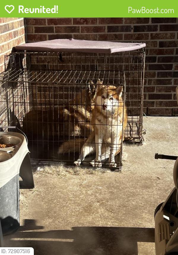 Reunited Female Dog last seen Fort bend toll, Missouri City, TX 77459