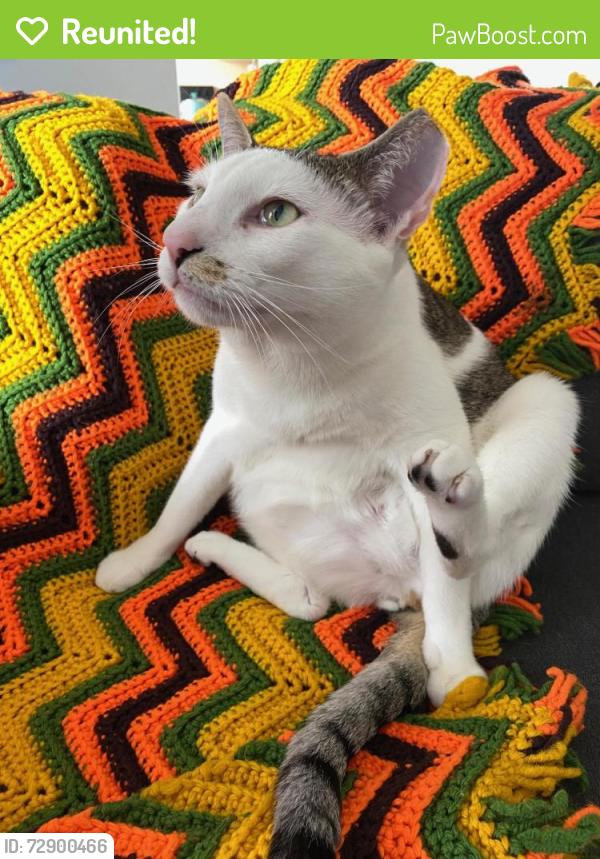 Reunited Male Cat last seen N Camden Pkwy, Houston, TX 77067