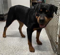 Reunited Female Dog last seen port st. lucie, Port St. Lucie, FL 34986