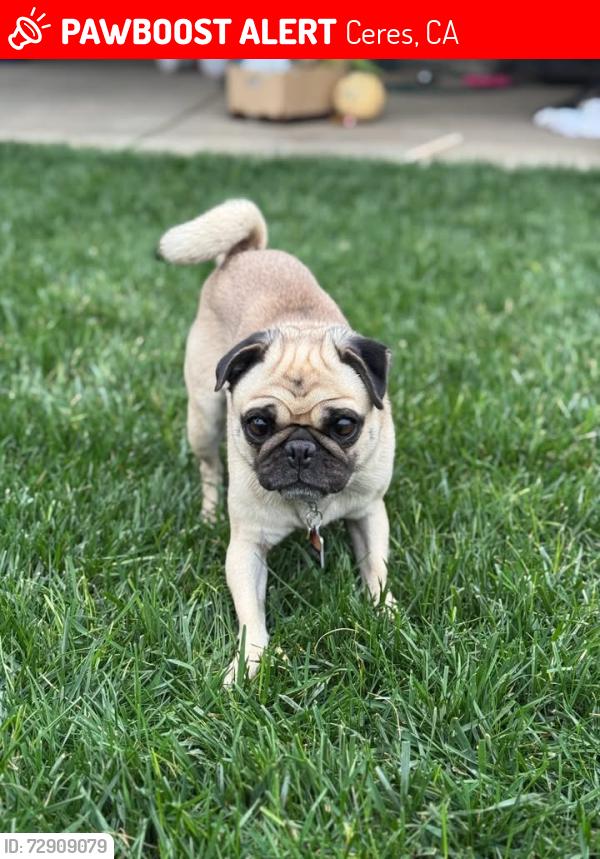 Lost Female Dog last seen Service road , Ceres, CA 95307