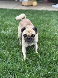 Lost Female Dog last seen Service road , Ceres, CA 95307