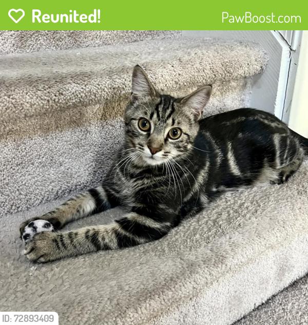 Reunited Male Cat last seen orvilla and moore lane, Hatfield Township, PA 19440