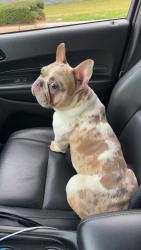 Reunited Male Dog last seen Timberwilde dr and lazy lane , Spring, TX 77389