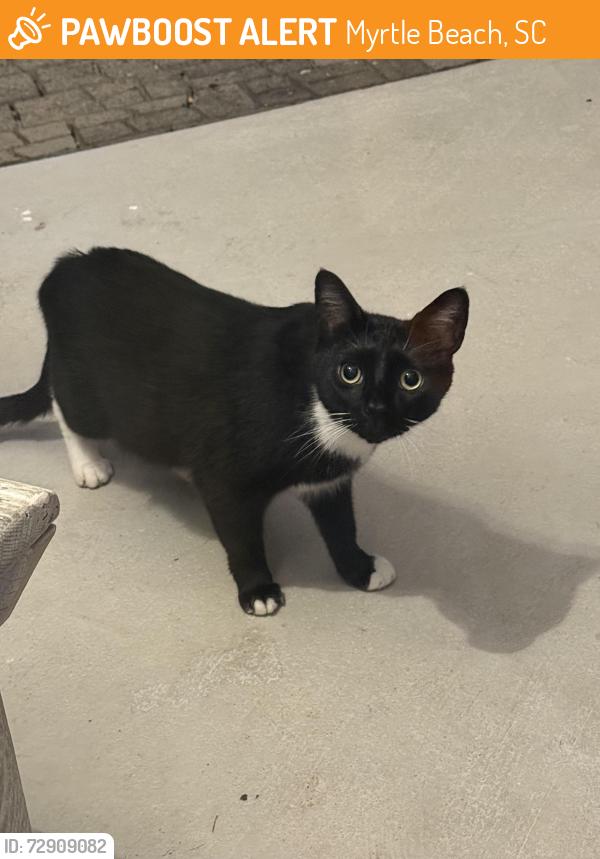 Found/Stray Unknown Cat last seen Summit trail, Myrtle Beach, SC 29579