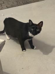Found/Stray Unknown Cat last seen Summit trail, Myrtle Beach, SC 29579