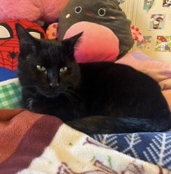 Lost Male Cat last seen RESA Middle School, Rockford, IL 61102