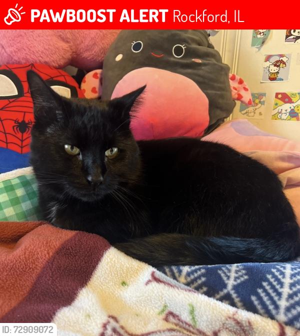 Lost Male Cat last seen RESA Middle School, Rockford, IL 61102