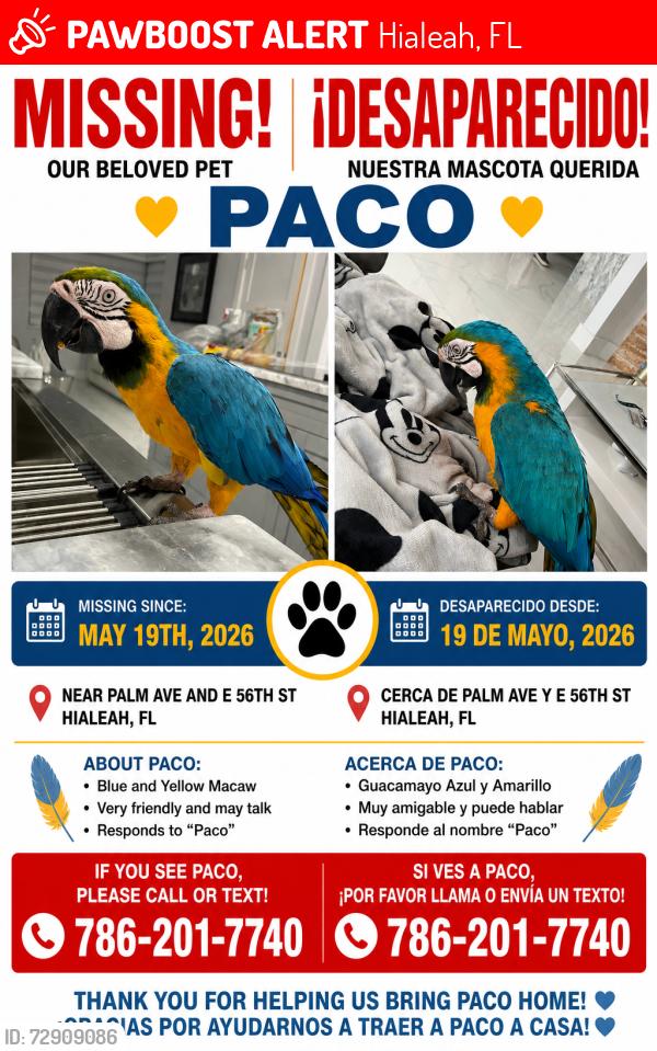 Lost Female Bird last seen palm avenue and E 56 st, Hialeah, FL 33012