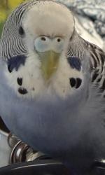 Lost Female Bird last seen North Bellmore, NY, USA, North Bellmore, NY 11710
