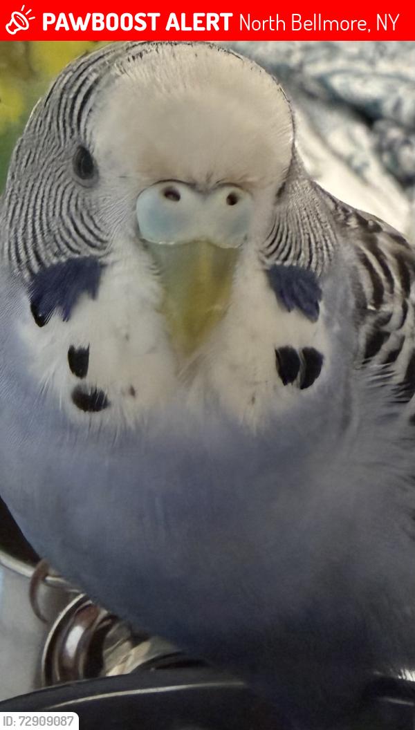 Lost Female Bird last seen North Bellmore, NY, USA, North Bellmore, NY 11710