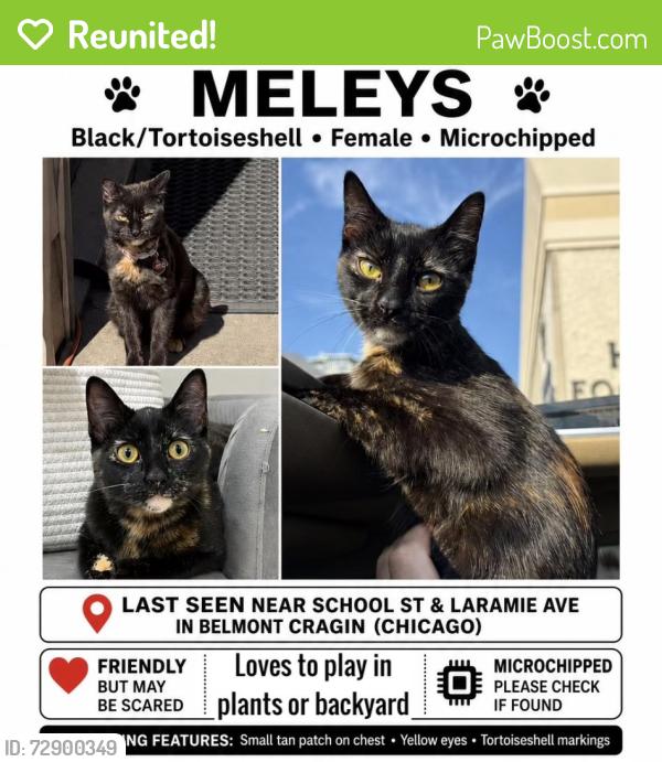 Reunited Female Cat last seen School Street and Laramie , Chicago, IL 60641