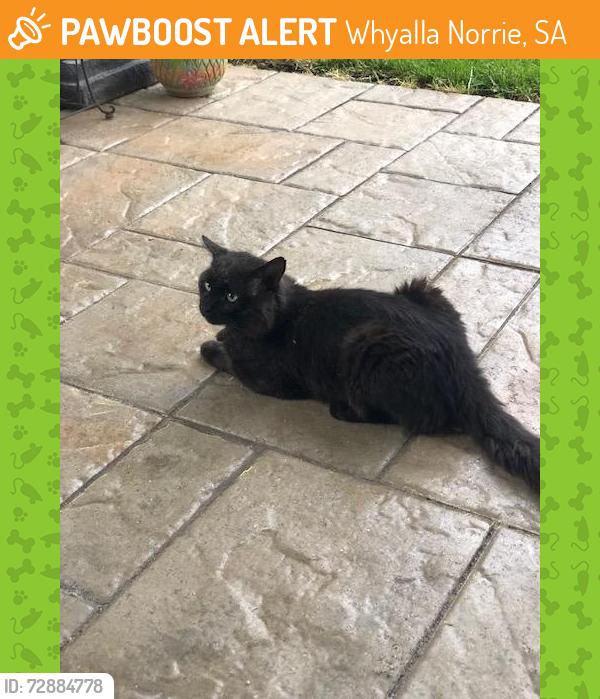 Surrendered Unknown Cat last seen  George Ave middle NJ, Whyalla Norrie, SA 5608