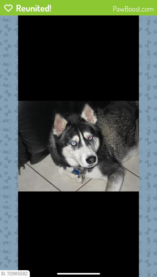 Reunited Male Dog last seen Vermont and Gage, Los Angeles, CA 90044