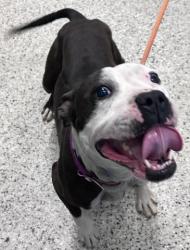 Shelter Stray Female Dog last seen Near BLOCK JOY RD, DETROIT MI 48204, Detroit, MI 48211