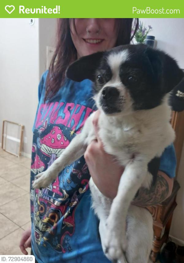 Reunited Female Dog last seen 12th St and Peoria, Phoenix, AZ 85020