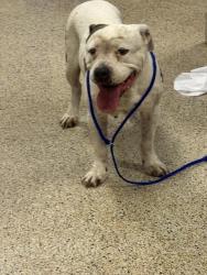 Shelter Stray Female Dog last seen Near BLOCK NW 21 AVE, Doral, FL 33122
