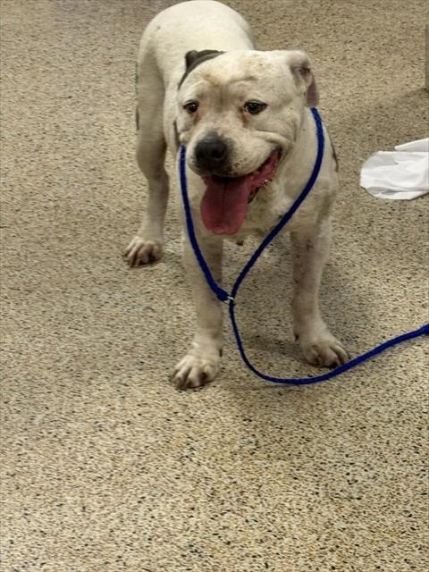 Shelter Stray Female Dog last seen Near BLOCK NW 21 AVE, Doral, FL 33122