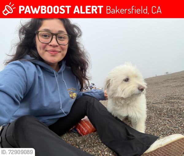 Lost Male Dog last seen Highland high school, Bakersfield, CA 93306